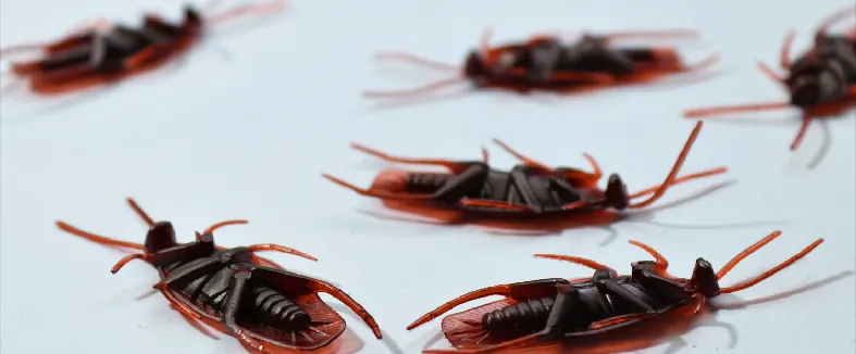 Cockroach Control in Chhapra